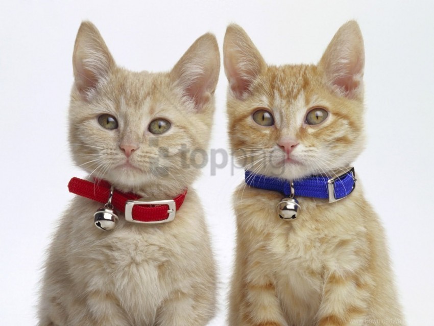 cats couple dog collar wallpaper PNG files with transparent backdrop