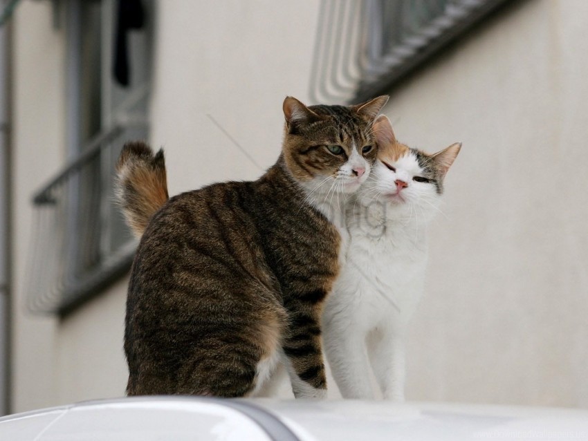 cats couple love tenderness wallpaper PNG Image with Clear Isolated Object