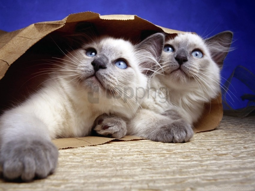 cats couple package paper wallpaper PNG for digital art