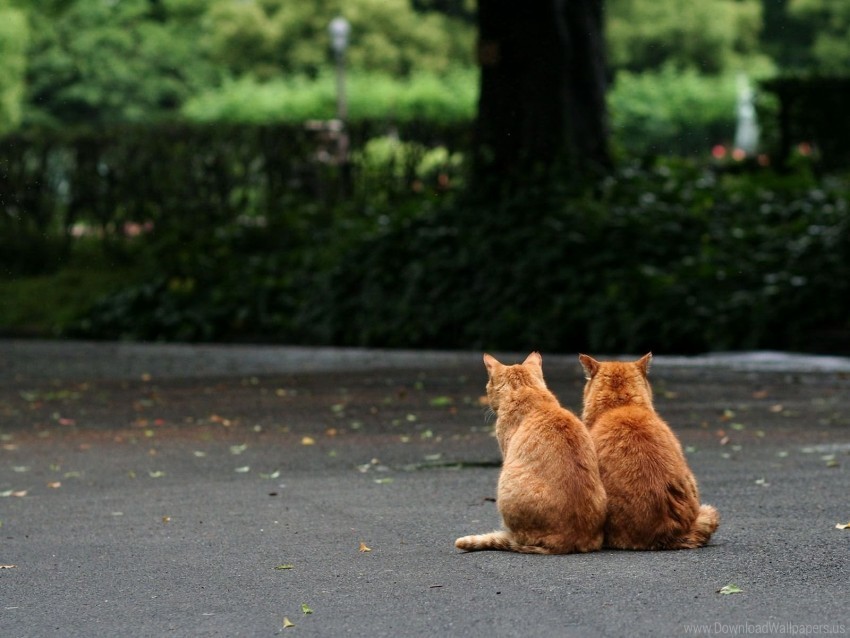 cats couple sitting wallpaper PNG Graphic Isolated with Transparency