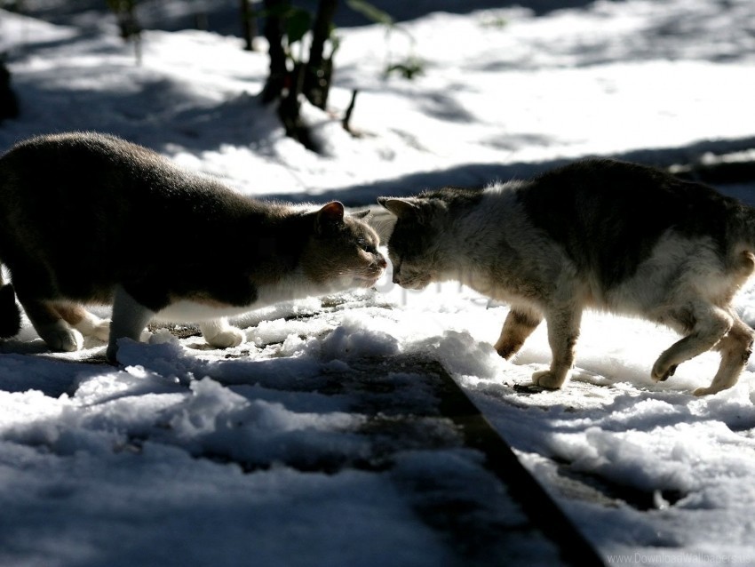 cats couple snow winter wallpaper PNG design