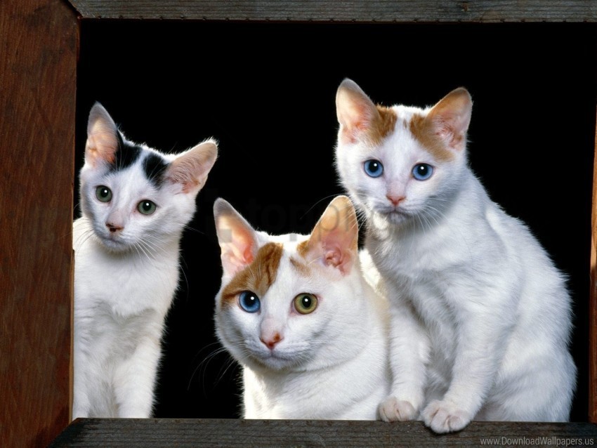 cats face kittens sill sit wallpaper Transparent PNG Isolated Illustrative Element