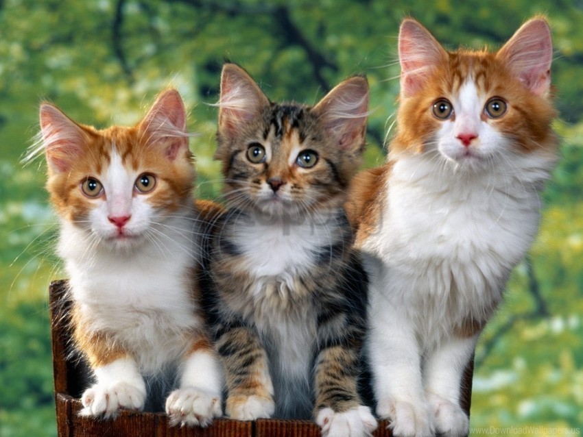 cats furry kittens sitting spotted wallpaper PNG transparent design diverse assortment