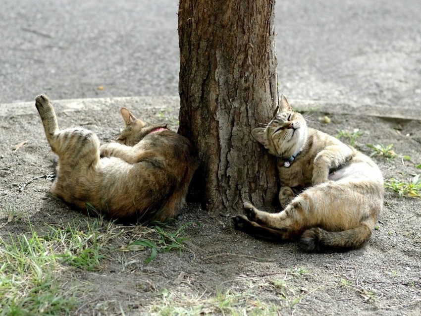 cats lie down tree wallpaper Transparent PNG image free