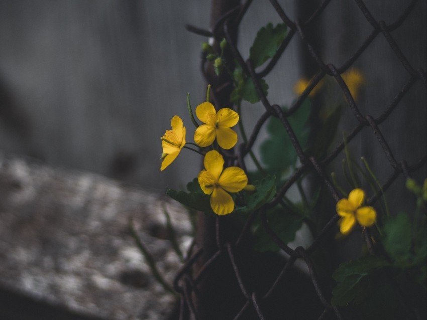 celandine flowers yellow mesh plant PNG images alpha transparency