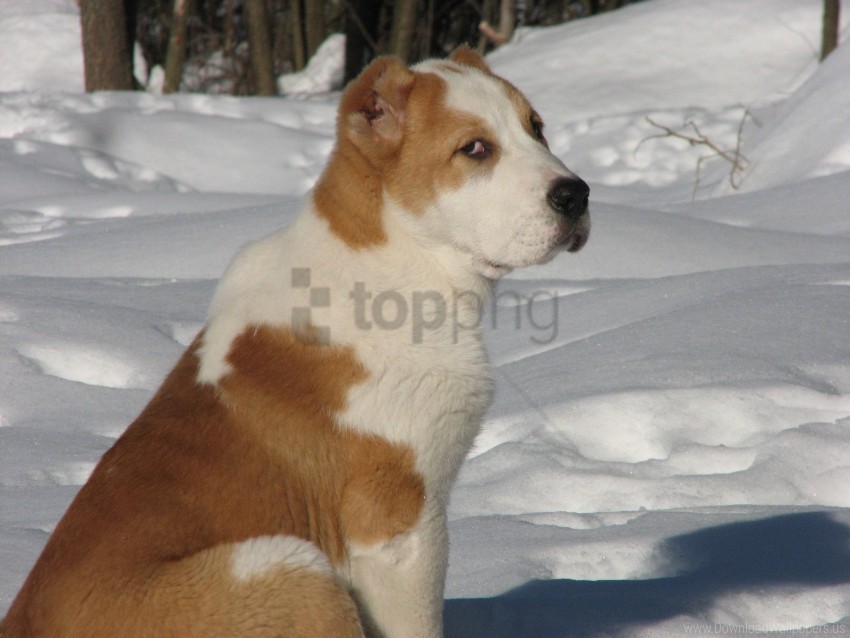 central asia shepherd dog dog snow turkmen alabai wallpaper PNG Image Isolated with Transparent Clarity