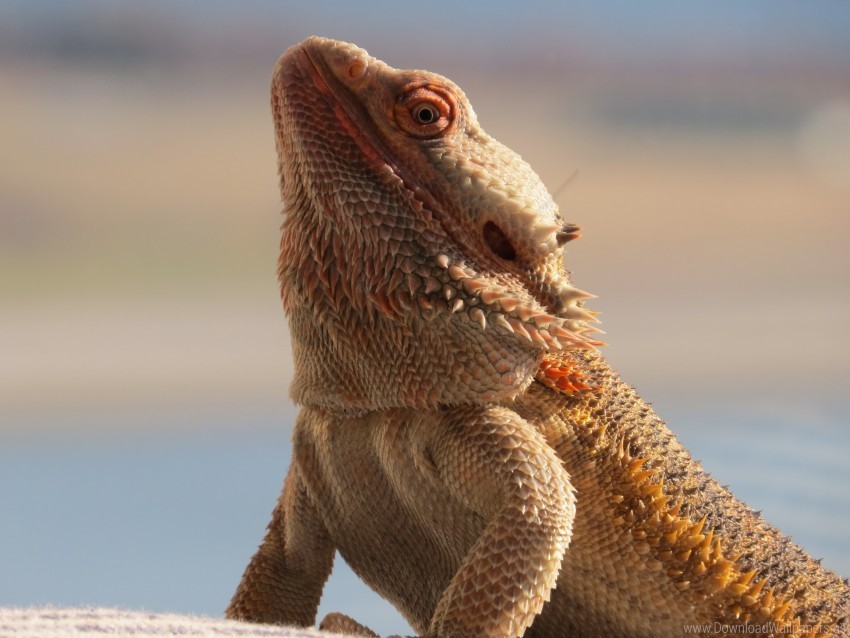 Central Bearded Dragon Lizard Reptile Wallpaper Isolated Item With Transparent PNG Background