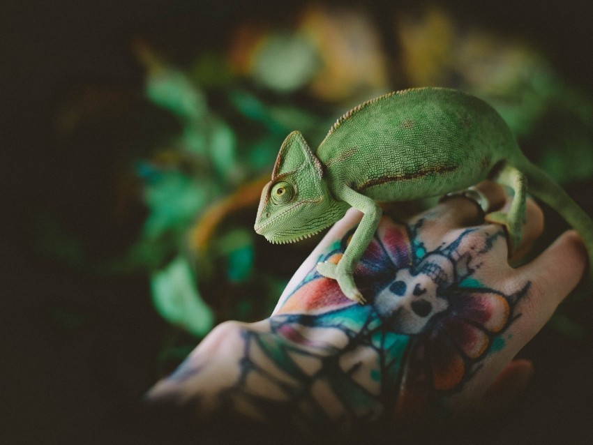 chameleon lizard tattoo hand reptile green PNG transparent backgrounds 4k wallpaper