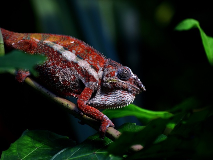 chameleon reptile red branch exotic Transparent PNG images for graphic design