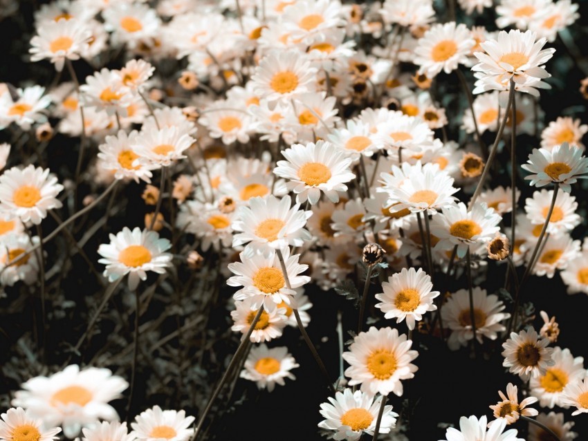 chamomile field flowering petals glade PNG images with alpha transparency free