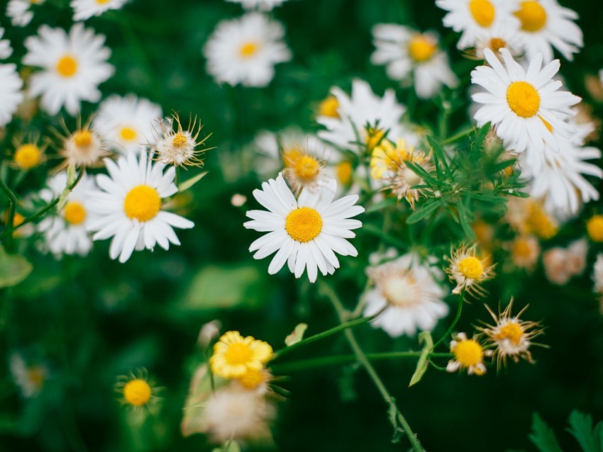 chamomile flowers bloom field blur PNG high quality