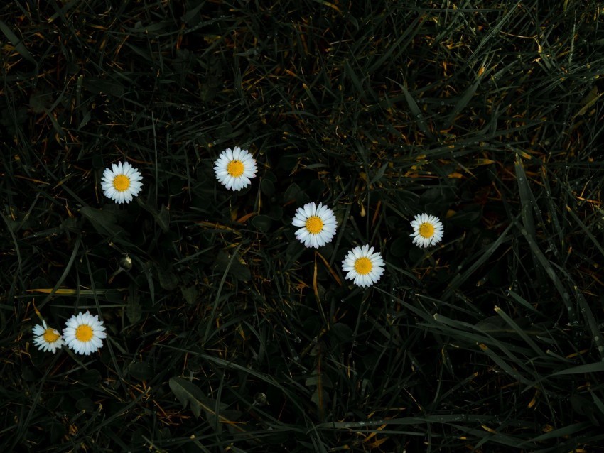 chamomile flowers grass bloom Free PNG