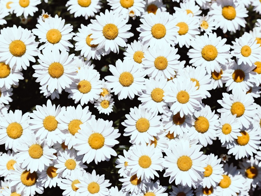 chamomile flowers white bloom plants PNG transparent photos for design
