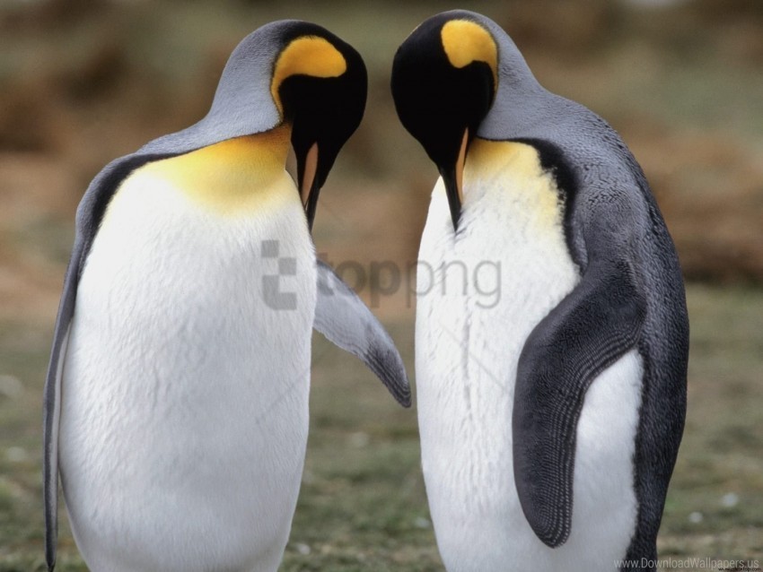 check king penguins tuxedo wallpaper Isolated Design Element in Clear Transparent PNG