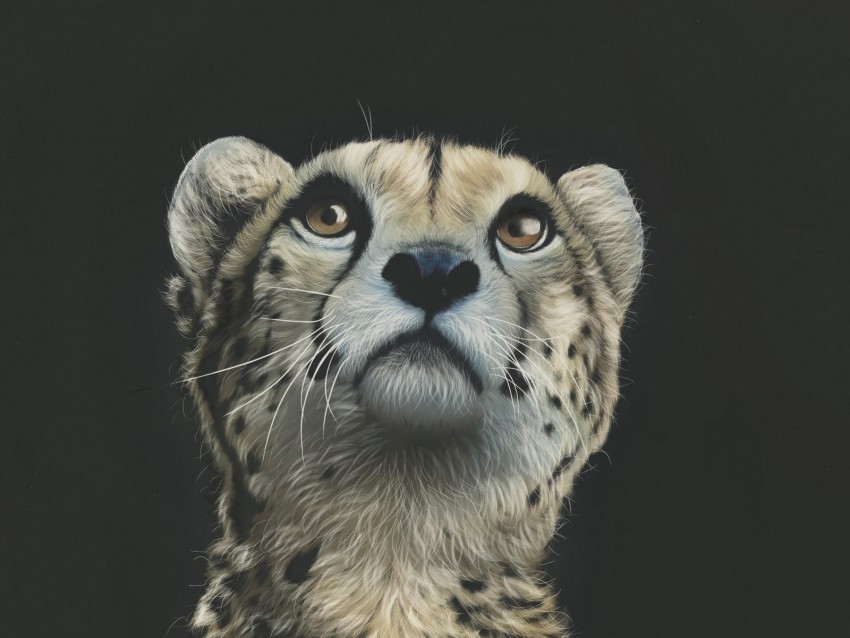 cheetah drawing predator glance Clean Background PNG Isolated Art