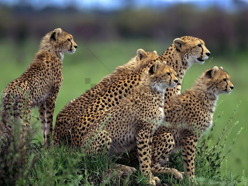 cheetah grass herd hunting lot walking wallpaper PNG files with no background bundle