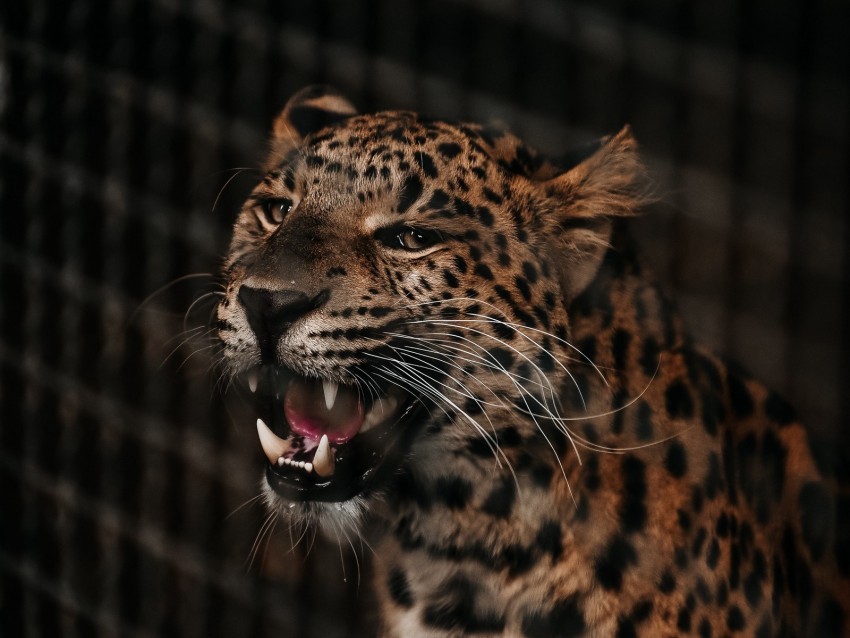 cheetah grin predator muzzle big cat fangs Free PNG images with clear backdrop
