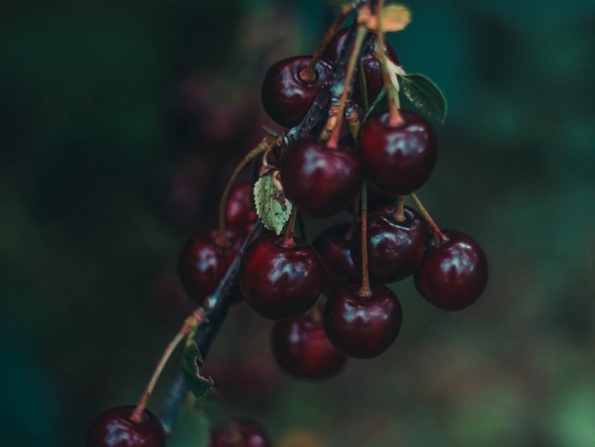 cherry berries branch blur ripe PNG transparent graphics for download