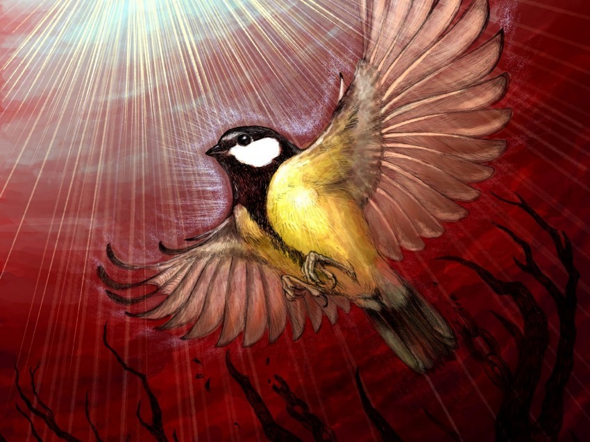 chickadee bird rays shine tree art Transparent Background PNG Isolated Icon 4k wallpaper