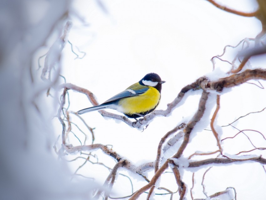 chickadee branch snow bird yellow sits winter Isolated Graphic on HighResolution Transparent PNG
