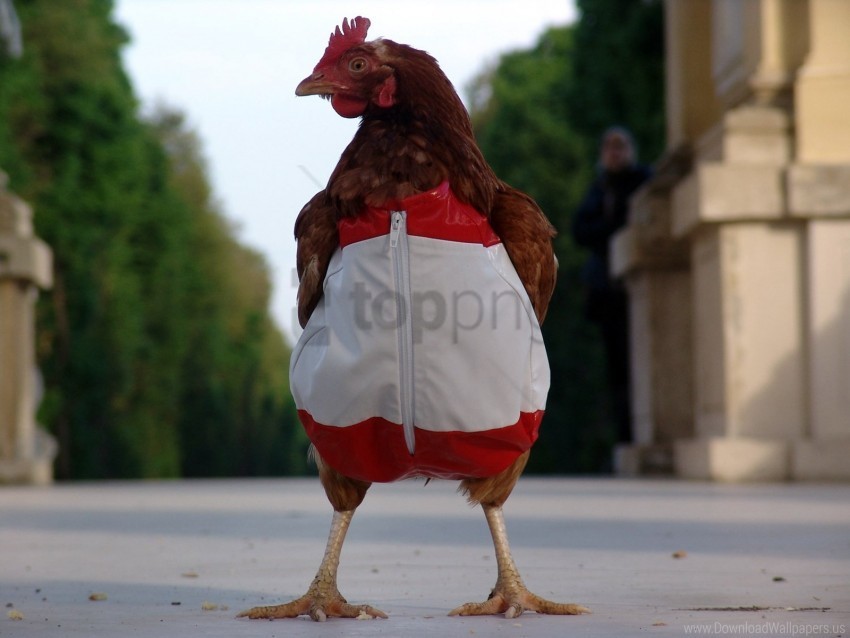 chicken costume legs street wallpaper Isolated Object on Transparent PNG