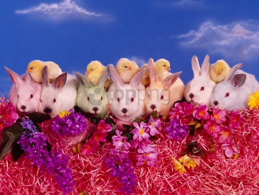 chickens flowers lots of rabbits wallpaper PNG free download transparent background