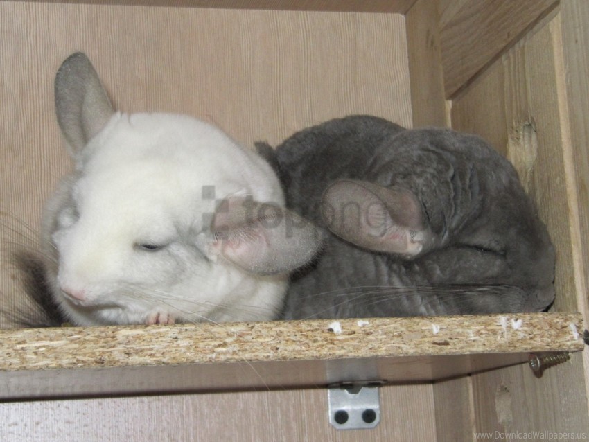 chinchilla couple dream shelf wallpaper PNG files with clear background