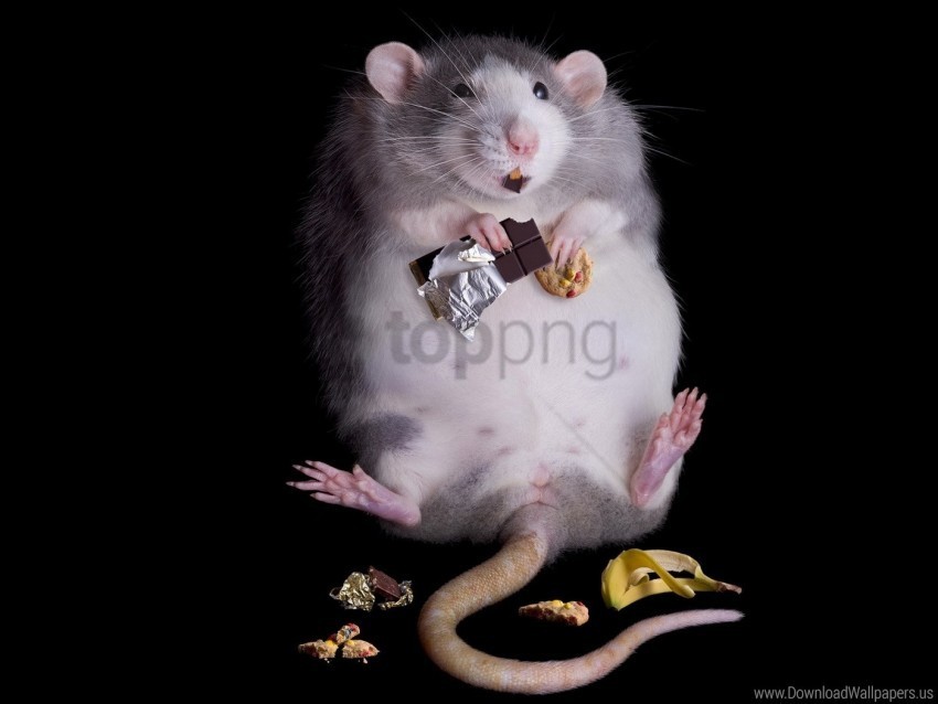 chocolate fat food rat wallpaper PNG images with clear background
