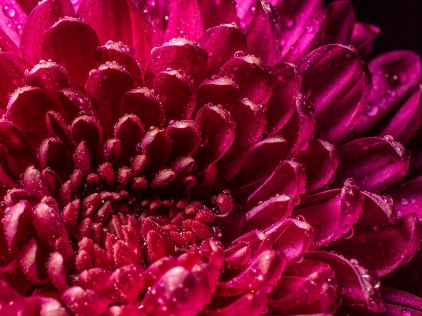 chrysanthemum petals drops wet close-up macro pink PNG for digital design