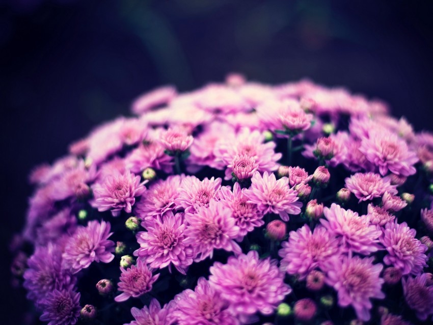 chrysanthemums flowers bouquet purple bloom HighResolution PNG Isolated Illustration