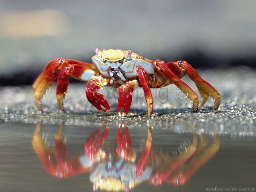 claws crab water wallpaper PNG images for websites