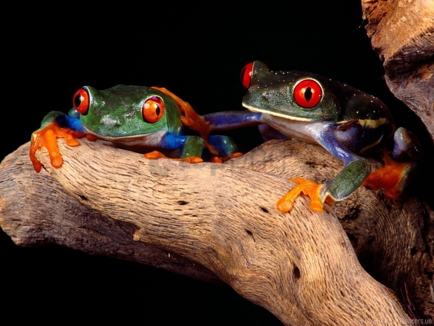 climbing couple frogs tree unusual wallpaper Clean Background Isolated PNG Graphic Detail