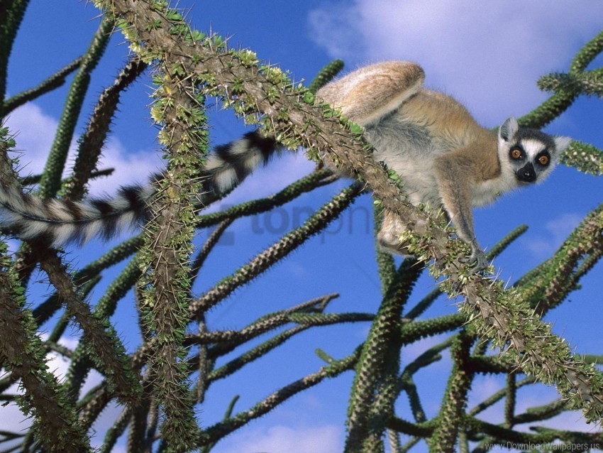 climbing cute lemur striped trees wallpaper PNG images for printing