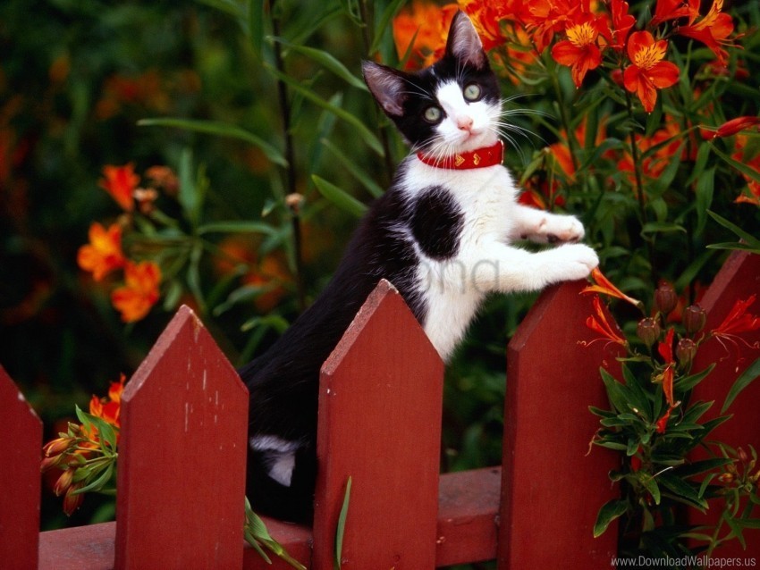 climbing fence kitten spotted wallpaper Isolated Element on Transparent PNG