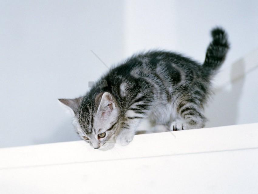 climbing kitten playful wallpaper PNG design