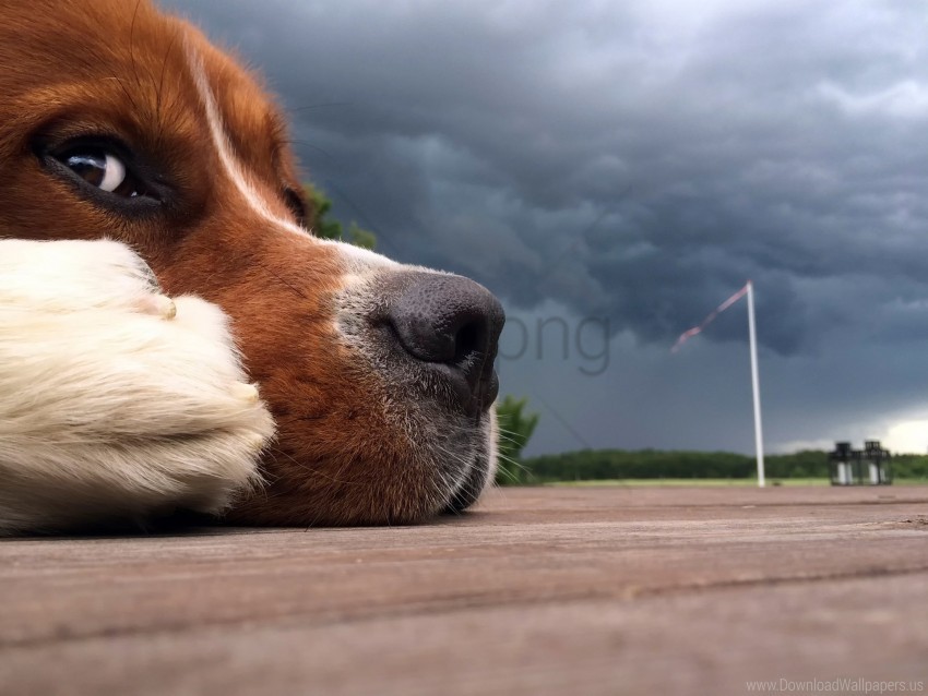 Clouds Dog Muzzle Nose Sky Wallpaper Transparent PNG Isolated Graphic With Clarity