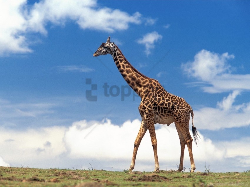 clouds giraffe grass sky walk wallpaper PNG graphics for presentations