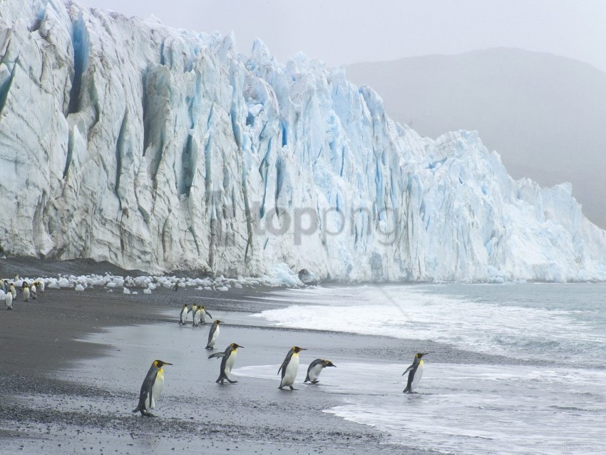 coast ice ocean royal penguins wallpaper PNG no background free