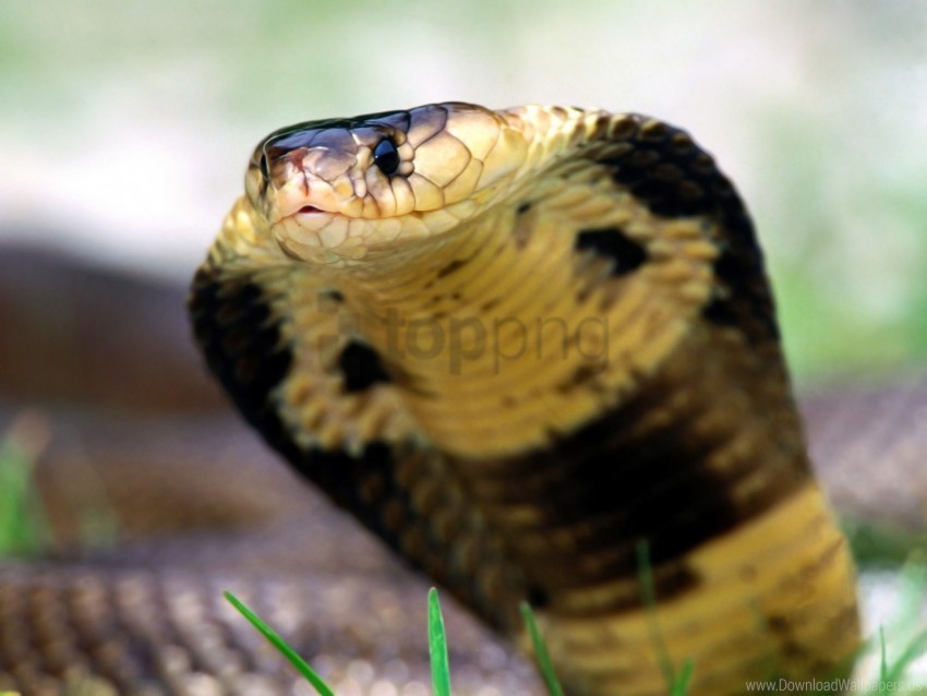 cobra eyes face snake wallpaper Transparent Background PNG Isolated Design