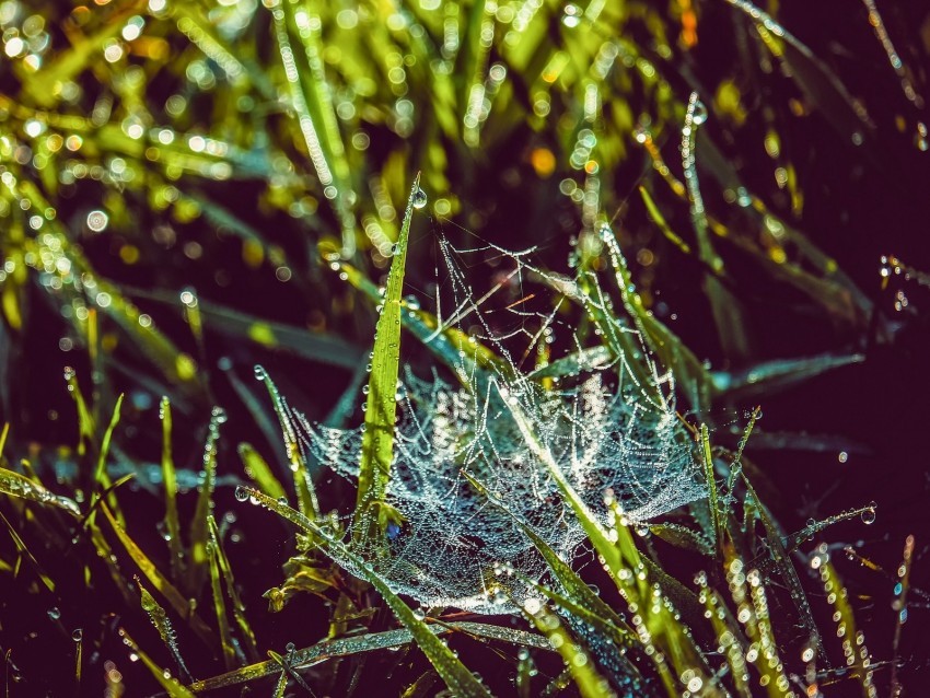 cobweb grass dew drops wet early morning Clear PNG images free download
