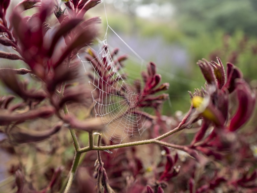 cobweb plant branches macro closeup PNG transparent pictures for projects