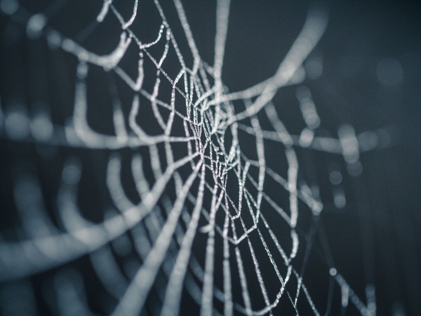 cobweb wet dew macro closeup PNG with Isolated Object and Transparency