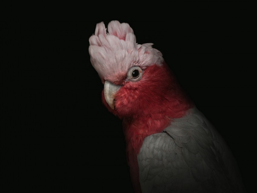 cockatoo parrot bird pink portrait funny PNG images with transparent canvas