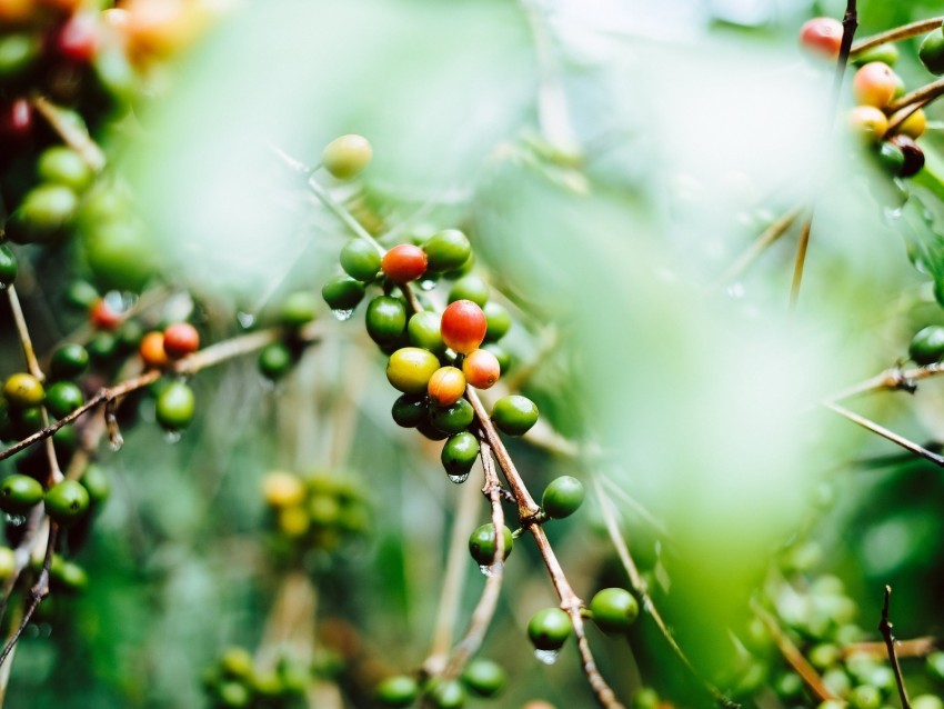 coffee fruit twig green wet plant Isolated Artwork in HighResolution Transparent PNG