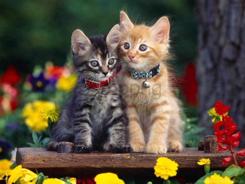 collar couple flowers kittens wallpaper PNG Image Isolated with HighQuality Clarity