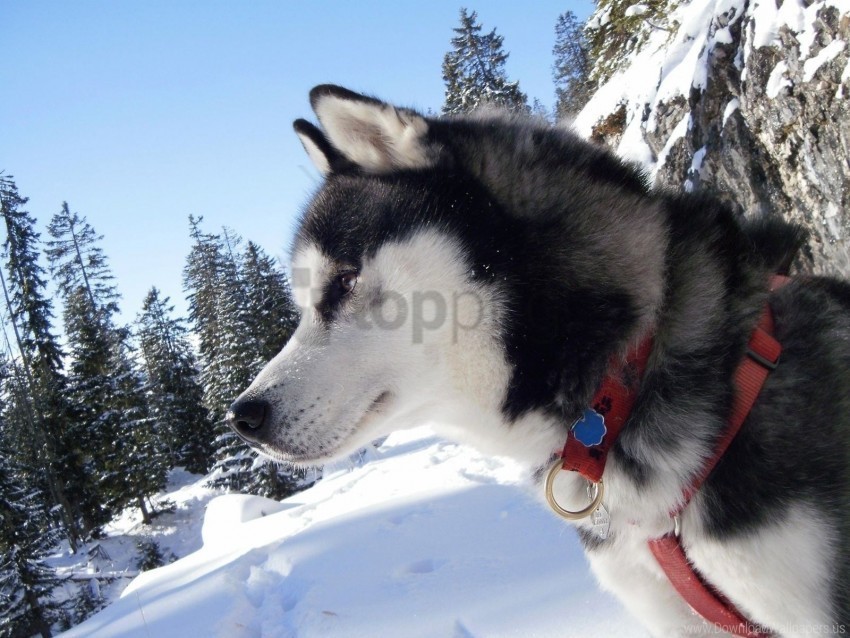 collar dog laika snow spotted wallpaper HighQuality Transparent PNG Isolated Graphic Design