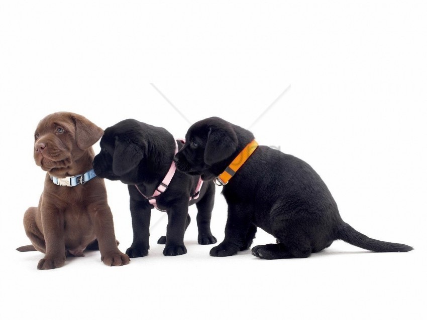 collar puppies three wallpaper Transparent PNG Isolated Object with Detail