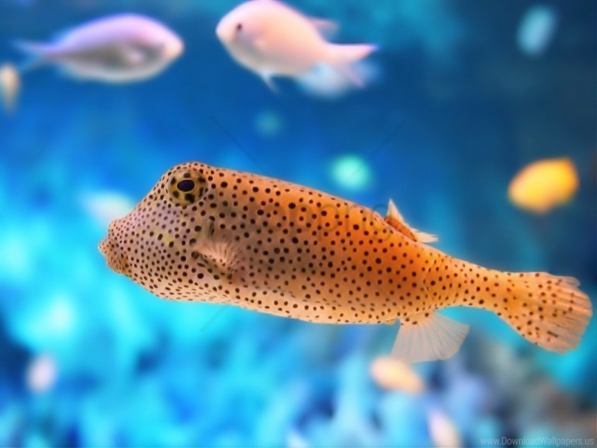 color exotic fish underwater wallpaper Free download PNG images with alpha channel