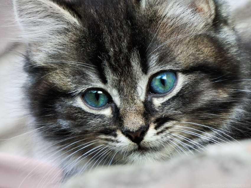 color eyes kitten spotted wallpaper Background-less PNGs