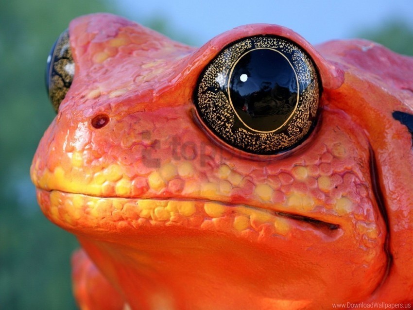 color face frog reptile wallpaper High-resolution PNG